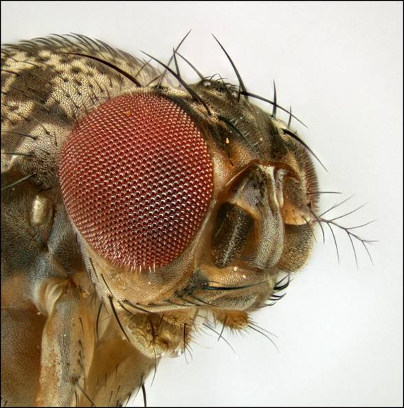 Fruit Fly face, 1.2 mm wide, 167 frames.