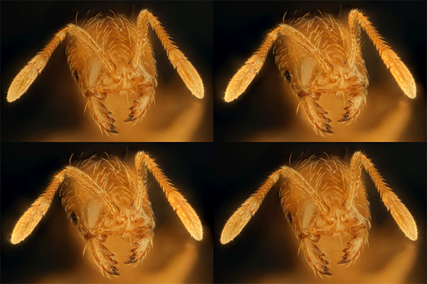 stereosequence_conicalxpm8ypm8-small.gif
